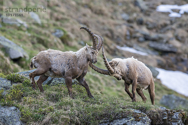 Alpensteinböcke (Capra Ibex) beim kämpfen um die Rangordnung  Nationalpark Hohe Tauern  Kärnten  Österreich  Europa