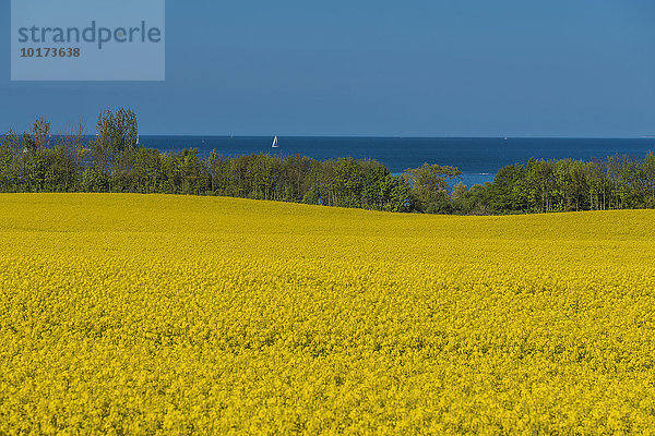 Rapsfelder  Ostsee  Bad Boltenhagen  Mecklenburg-Vorpommern  Deutschland  Europa