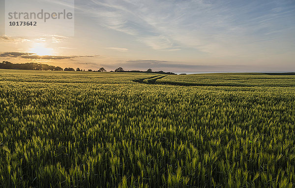 Getreidefelder am Abend  hinten Ostsee  bei  Bad Boltenhagen  Mecklenburg-Vorpommern  Deutschland  Europa