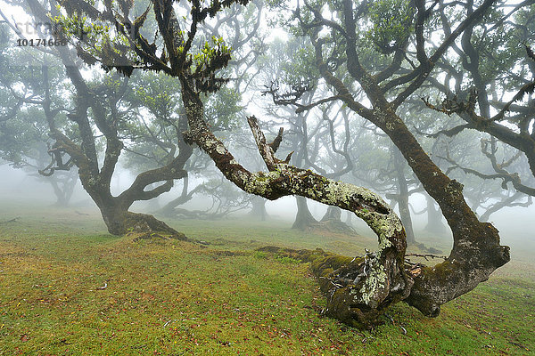 Alter Lorbeerwald  auch Laurissilva Wald  im Nebel mit stinkenden Lorbeer Bäumen (Ocotea foetens)  UNESCO Weltkulturerbe  Fanal  Madeira  Portugal  Europa
