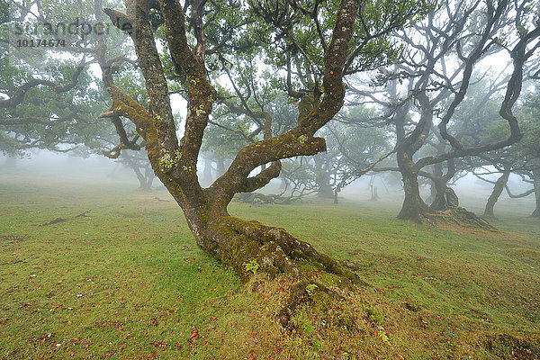 Alter Lorbeerwald  auch Laurissilva Wald  im Nebel mit stinkenden Lorbeer Bäumen (Ocotea foetens)  UNESCO Weltkulturerbe  Fanal  Madeira  Portugal  Europa