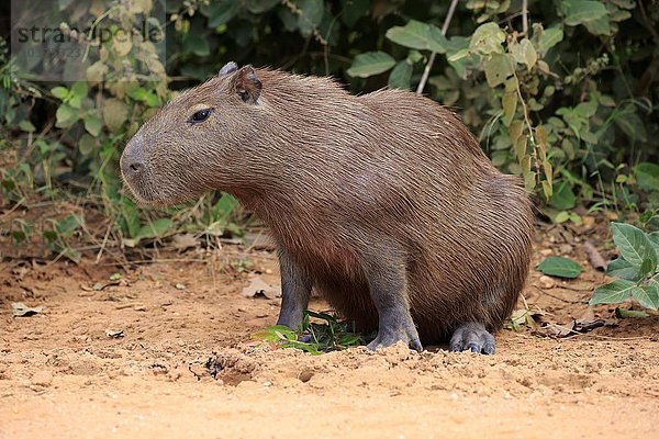 Capybara  Wasserschwein (Hydrochoerus hydrochaeris)  adult  an Land  wachsam  Pantanal  Mato Grosso  Brasilien  Südamerika