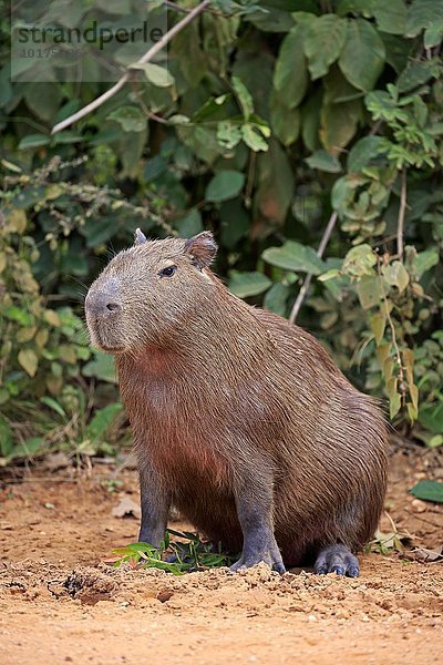 Capybara  Wasserschwein (Hydrochoerus hydrochaeris)  adult  an Land  wachsam  Pantanal  Mato Grosso  Brasilien  Südamerika