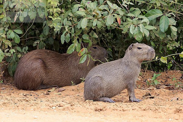Capybara  Wasserschwein (Hydrochoerus hydrochaeris)  adult mit Jungtier  wachsam  an Land  Pantanal  Mato Grosso  Brasilien  Südamerika