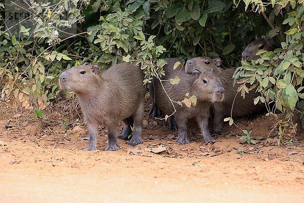 Capybara  Wasserschwein (Hydrochoerus hydrochaeris)  Jungtiere  Gruppe  an Land  Pantanal  Mato Grosso  Brasilien  Südamerika