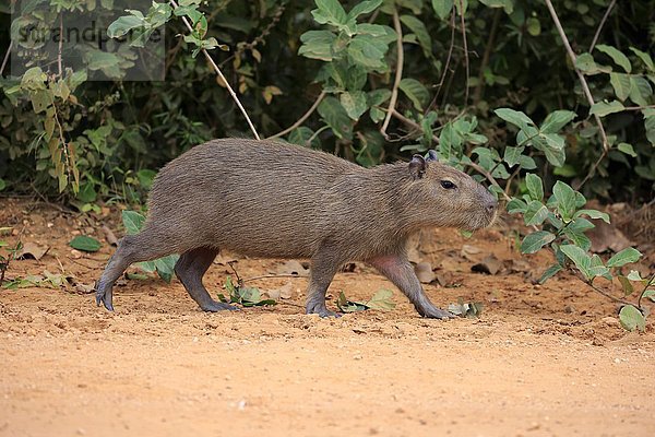 Capybara  Wasserschwein (Hydrochoerus hydrochaeris)  Jungtier  laufend  an Land  Pantanal  Mato Grosso  Brasilien  Südamerika