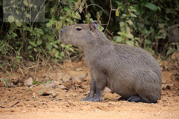 Capybara  Wasserschwein (Hydrochoerus hydrochaeris)  Jungtier  wachsam  an Land  Pantanal  Mato Grosso  Brasilien  Südamerika