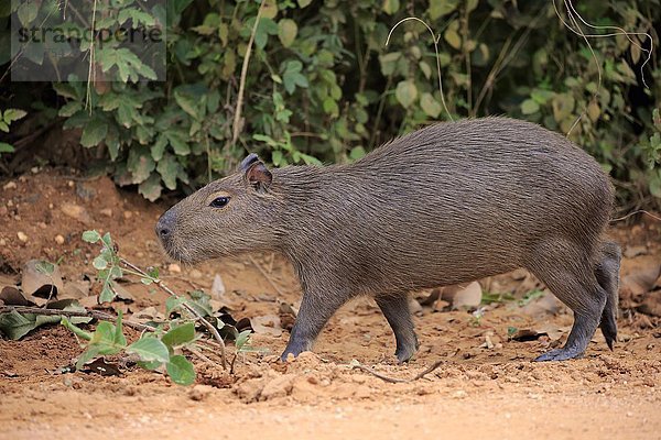 Capybara  Wasserschwein (Hydrochoerus hydrochaeris)  Jungtier  an Land  Pantanal  Mato Grosso  Brasilien  Südamerika