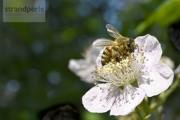 Europäische Honigbiene (Apis mellifera) beim Pollen sammeln auf Blüte der Hecken-Rose (Rosa corymbifera)  Deutschland  Europa