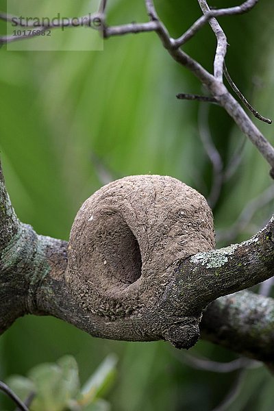 Nest auf einem Ast von Rosttöpfer (Furnarius rufus)  Pantanal  Mato Grosso  Brasilien  Südamerika
