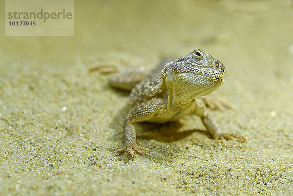 Krötenkopfagame (Phrynocephalus sp.)  captive  Niedersachsen  Germany