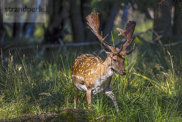 Damwild (Dama dama) im Wald  Wendland  Niedersachsen  Deutschland  Europa