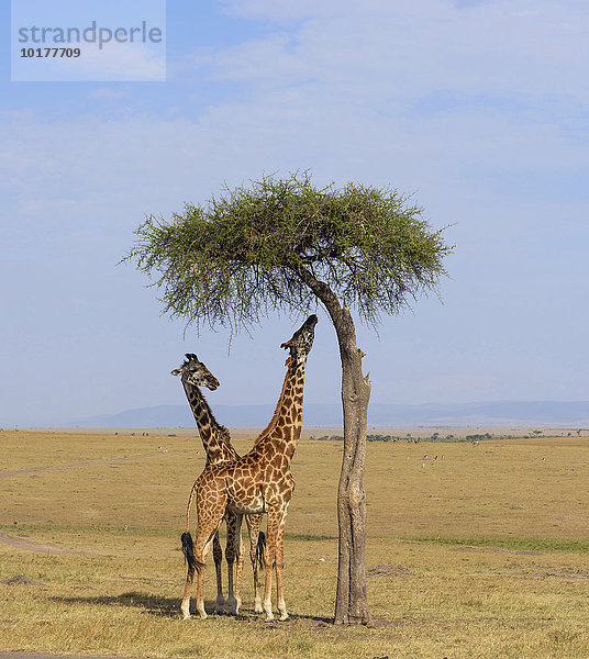 Massai Giraffen (Giraffa camelopardalis) fressen an einer Schirmakazie  Masai Mara  Narok County  Kenia  Afrika