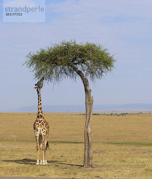 Massai Giraffe (Giraffa camelopardalis) frisst an einer Schirmakazie  Masai Mara  Narok County  Kenia  Afrika