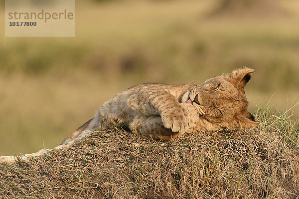 Löwenjunges (Panthera leo) im Abendlicht auf einem Termitenhügel  Masai Mara  Narok County  Kenia  Afrika