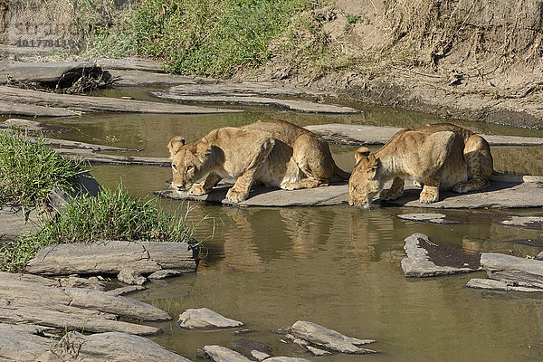 Junge Löwen (Panthera leo) beim Trinken  Masai Mara  Narok County  Kenia  Afrika