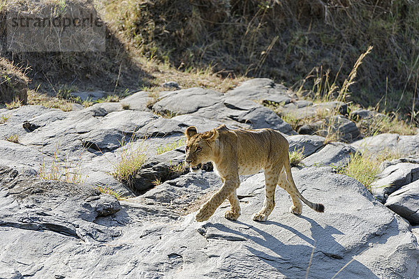 Junger Löwe (Panthera leo) im felsigen  trockenem Flussbett  Masai Mara  Narok County  Kenia  Afrika
