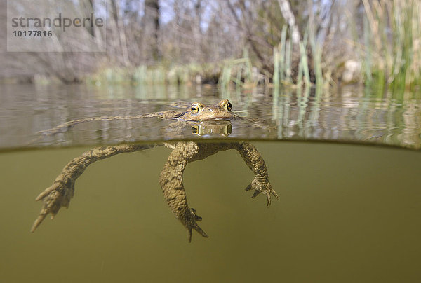 Männchen der Erdkröte (Bufo bufo Komplex) treibt an der Wasseroberfläche von einem Waldsee  Thüringen  Deutschland  Europa