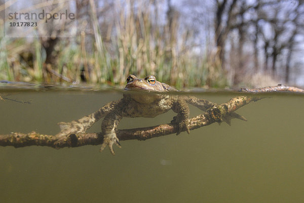 Männchen der Erdkröte (Bufo bufo Komplex) hält sich an einem Ast im Wasser fest in einem Waldsee  Thüringen  Deutschland  Europa