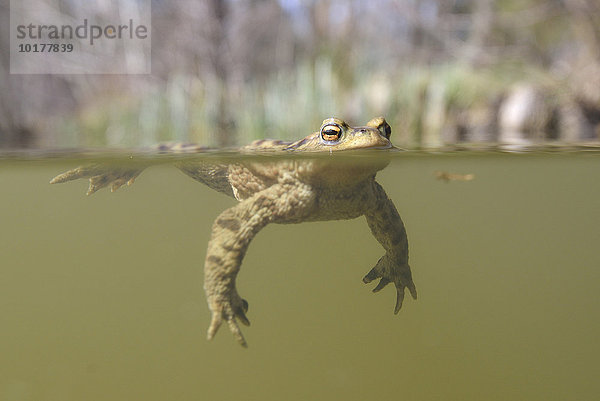 Männchen der Erdkröte (Bufo bufo Komplex) treibt an der Wasseroberfläche von einem Waldsee  Thüringen  Deutschland  Europa