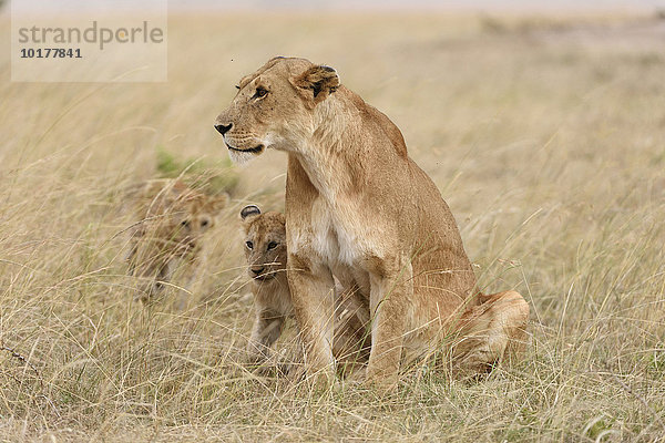 Löwin (Panthera leo) mit Jungtieren  Masai Mara  Narok County  Kenia  Afrika