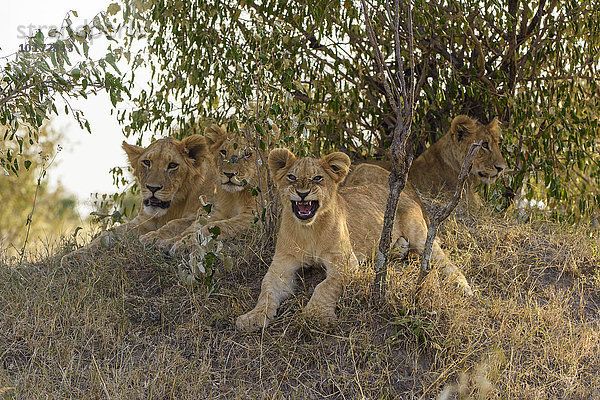 Junge Löwen (Panthera leo) liegen in einem Gebüsch  Masai Mara  Narok County  Kenia  Afrika