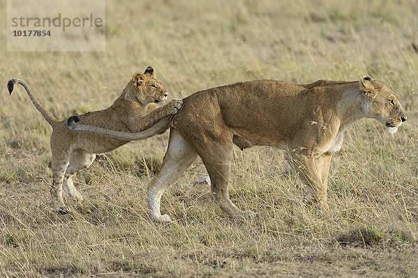 Ein junger Löwe (Panthera leo) spielt mit seiner Mutter  Masai Mara  Narok County  Kenia  Afrika