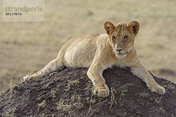 Junger Löwe (Panthera leo) auf einem Termitenhügel  Masai Mara  Narok County  Kenia  Afrika