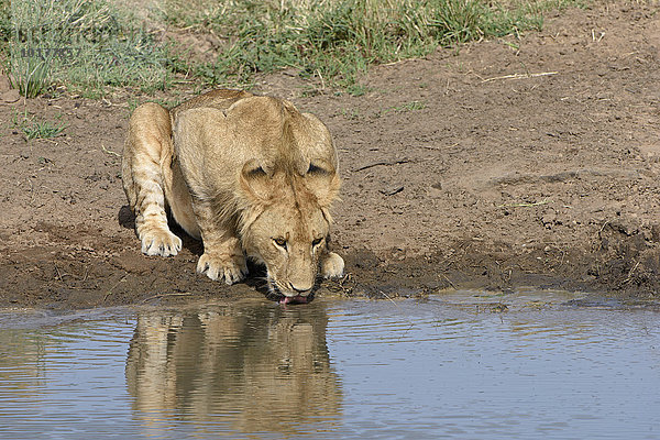 Junger Löwe (Panthera leo) beim Trinken  Masai Mara  Narok County  Kenia  Afrika