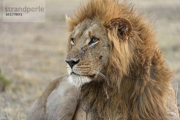 Männlicher Löwe (Panthera leo)  Masai Mara  Narok County  Kenia  Afrika