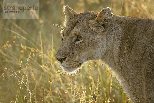 Löwin (Panthera leo) im Gegenlicht  Masai Mara  Narok County  Kenia  Afrika