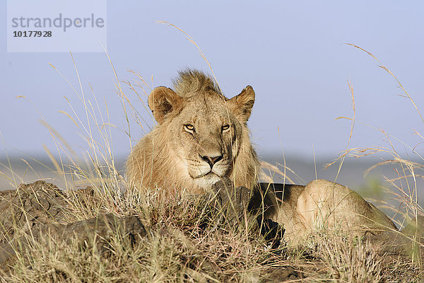 Junger  männlicher Löwe (Panthera leo) auf einem Felsen  Masai Mara  Narok County  Kenia  Afrika