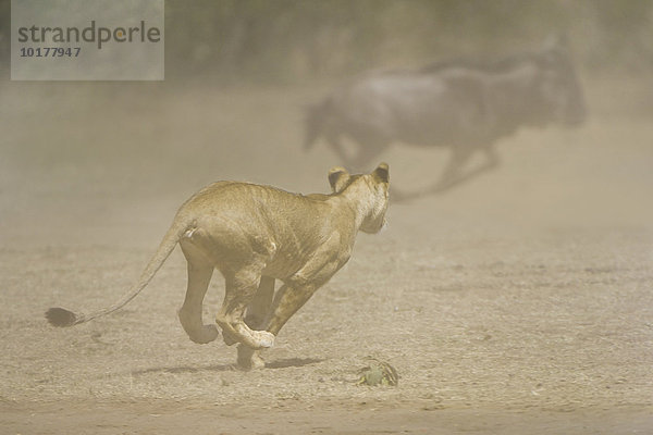 Junger Löwe (Panthera leo) attackiert eine Gnuherde  Masai Mara  Narok County  Kenia  Afrika