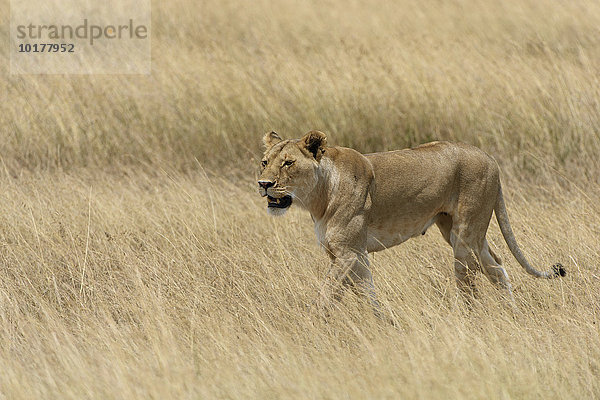 Löwin (Panthera leo) streift durchs hohe Gras  Masai Mara  Narok County  Kenia  Afrika