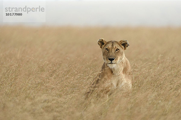 Löwin (Panthera leo) sitzt im hohen Gras  Masai Mara  Narok County  Kenia  Afrika