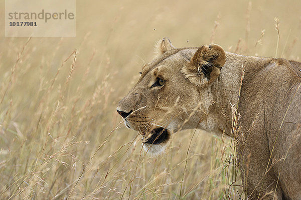 Löwin (Panthera leo) im hohen Gras  Masai Mara  Narok County  Kenia  Afrika