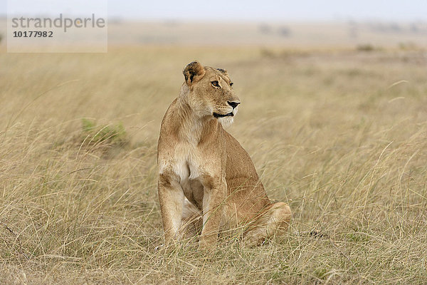 Löwin (Panthera leo) sitzt im Gras  Masai Mara  Narok County  Kenia  Afrika