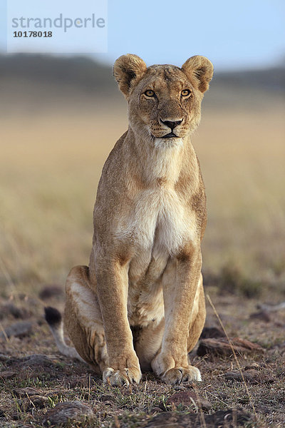 Löwin (Panthera leo)  sitzend  Masai Mara  Narok County  Kenia  Afrika