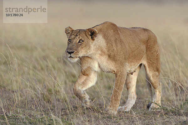 Eine Löwin (Panthera leo) nähert unterwürfig dem männlichen Rüdelführer  Masai Mara  Narok County  Kenia  Afrika