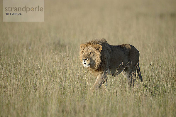 Junger  männlicher Löwen (Panthera leo) hat Beute im Visier  Masai Mara  Narok County  Kenia  Afrika