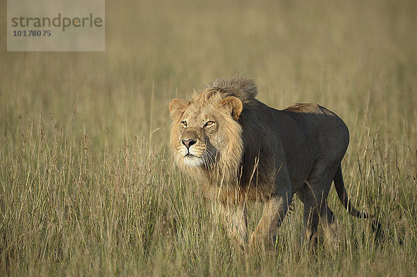 Junger  männlicher Löwen (Panthera leo) hat Beute im Visier  Masai Mara  Narok County  Kenia  Afrika