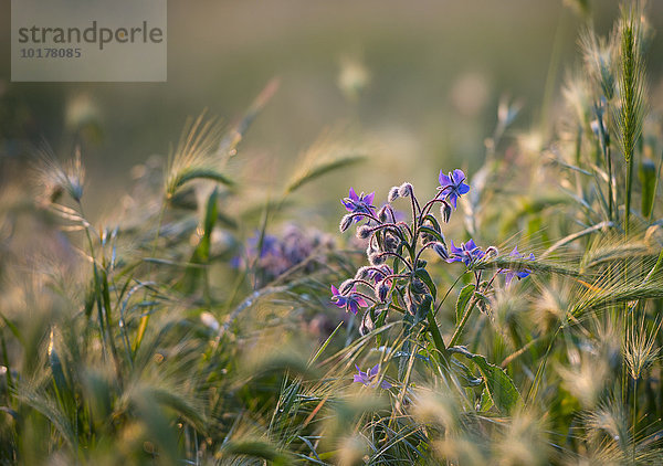 Borretsch (Borago officinalis) in einem Feld  Italien  Europa