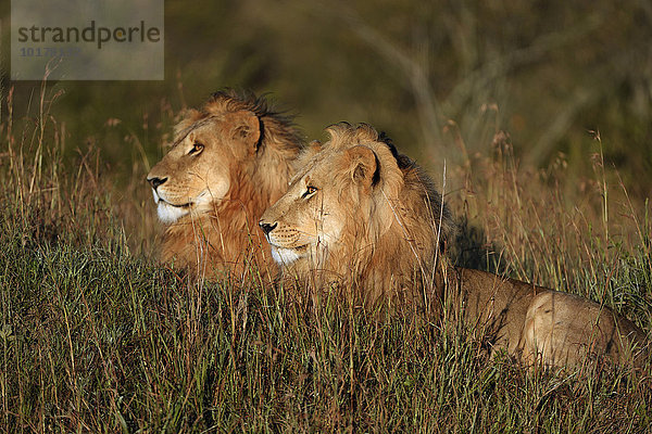 Zwei nasse  männliche Löwen (Panthera leo) bei Sonnenaufgang  Masai Mara  Narok County  Kenia  Afrika