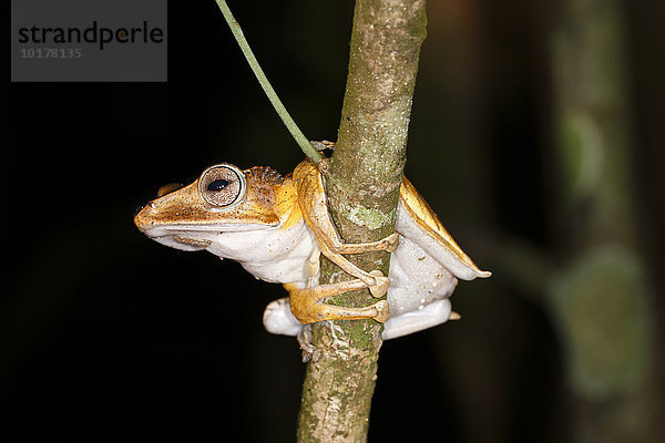 Ohrenfrosch (Polypedates otilophus)  Nachtaufnahme  Kubah Nationalpark  Sarawak  Borneo  Malaysia  Asien
