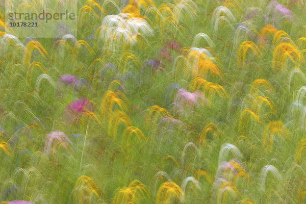 Sommerwiese  Blumenwiese  abstrakt