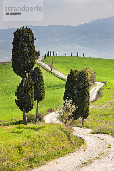 Toskanische Landschaft mit Zypressen am Weg  bei Pienza  Val d'Orcia  Orcia Tal  Toskana  Provinz Siena  Italien  Europa