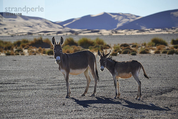 Wilde Esel (Equus asinus)  Wüste Erg Chebbi  Marokko  Afrika