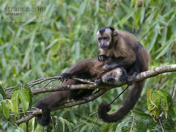 Affen Schwarze Kapuziner (Sapajus nigritus) im Baum  Parque National Manu  Peru  Südamerika