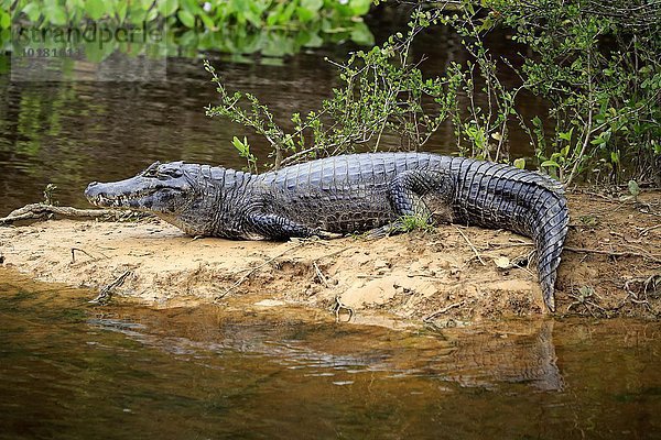 Brillenkaiman (Caiman yacare)  adult  am Wasser auf Sandbank  Pantanal  Mato Grosso  Brasilien  Südamerika