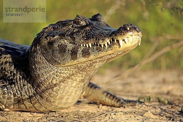 Brillenkaiman (Caiman yacare)  adult  an Land  Sonnenbad  Portrait  Pantanal  Mato Grosso  Brasilien  Südamerika